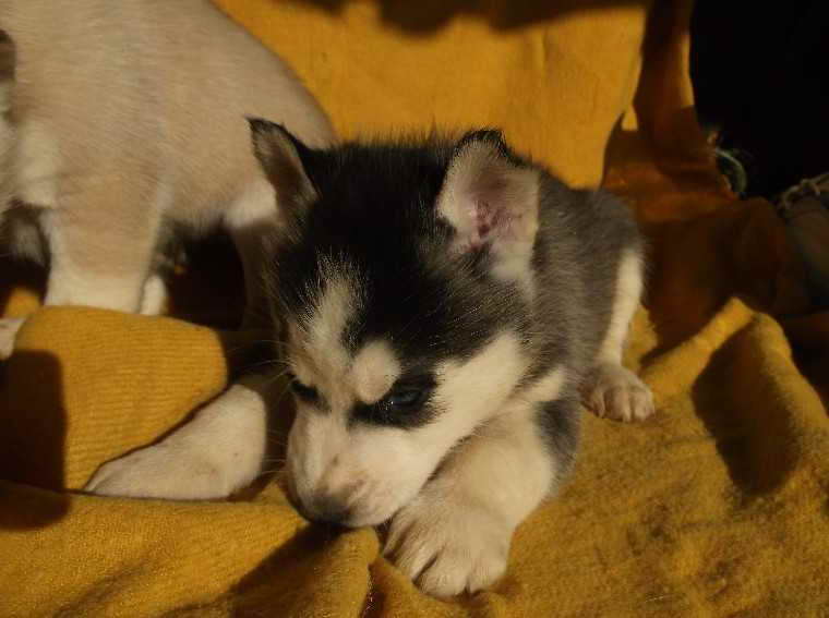 Husky For Sale Portland Oregon