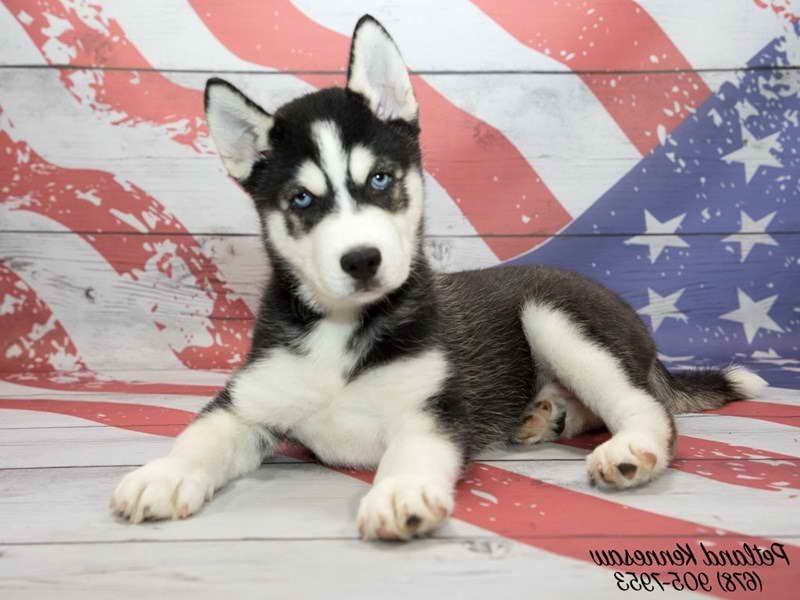 Husky For Sale Puppies