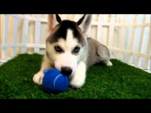 Husky For Sale San Diego