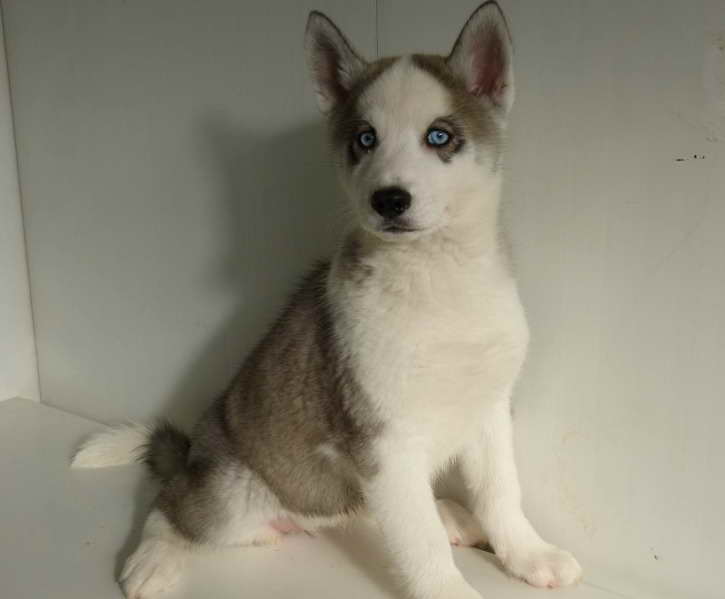 Husky For Sale Seattle