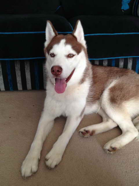 Husky For Sale Washington