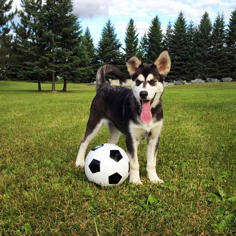 Husky Game Time