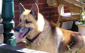 Husky German Shepherd Mix