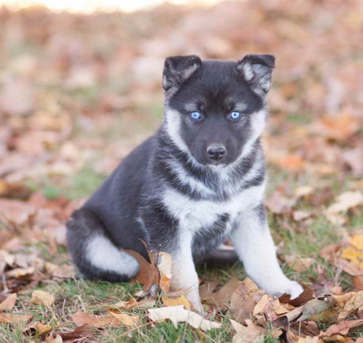 25 Best Photos Husky Mix Puppies Ct : Facts About the Rottweiler Husky Mix