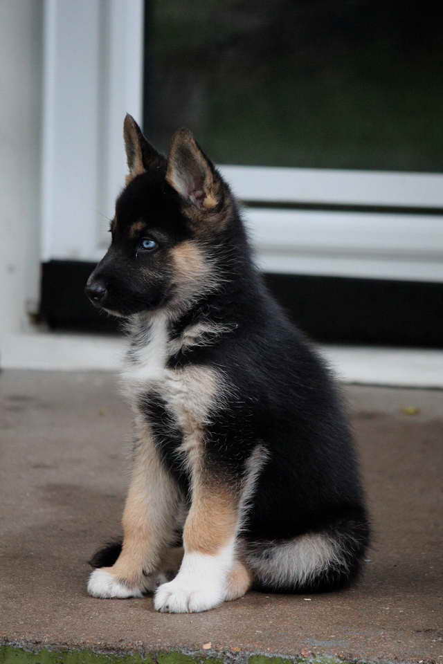 Husky German Shepherd Puppies