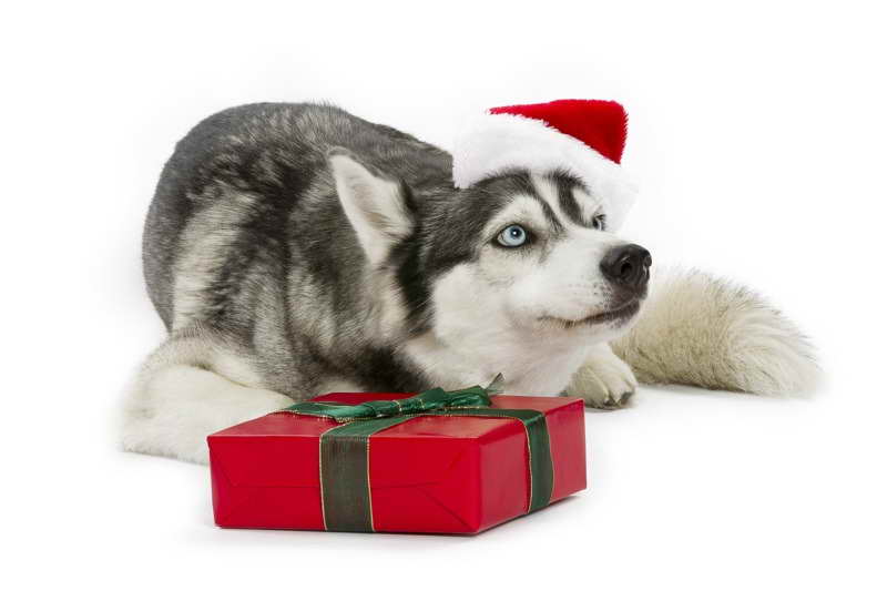 Husky Gifts