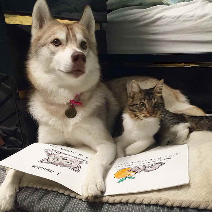 Husky Good With Cats