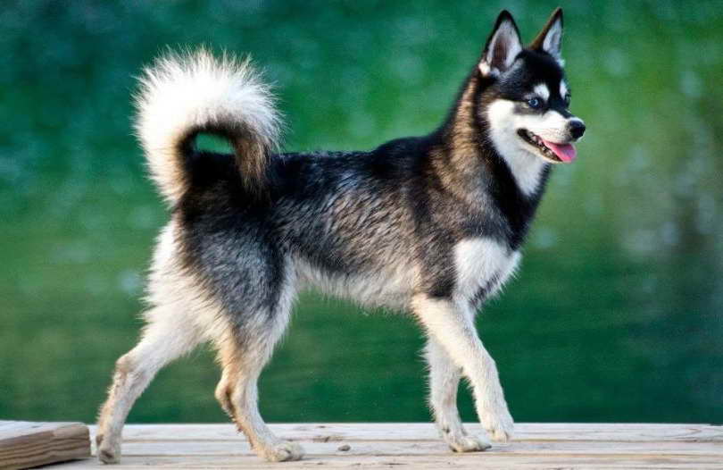 Husky Guidelines PETSIDI