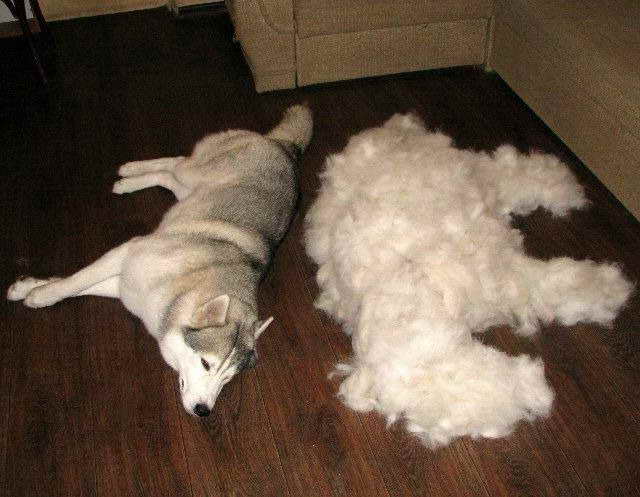 Husky Hair