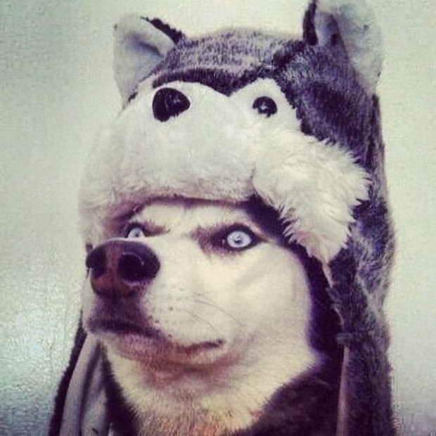 Husky Hat