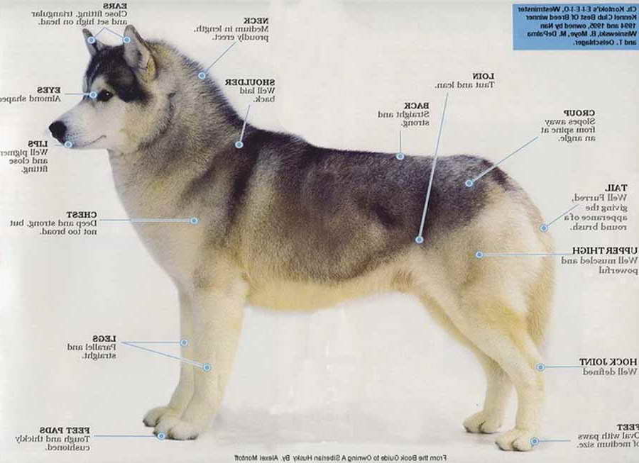 Husky Health Problems