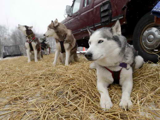 Husky Heroes