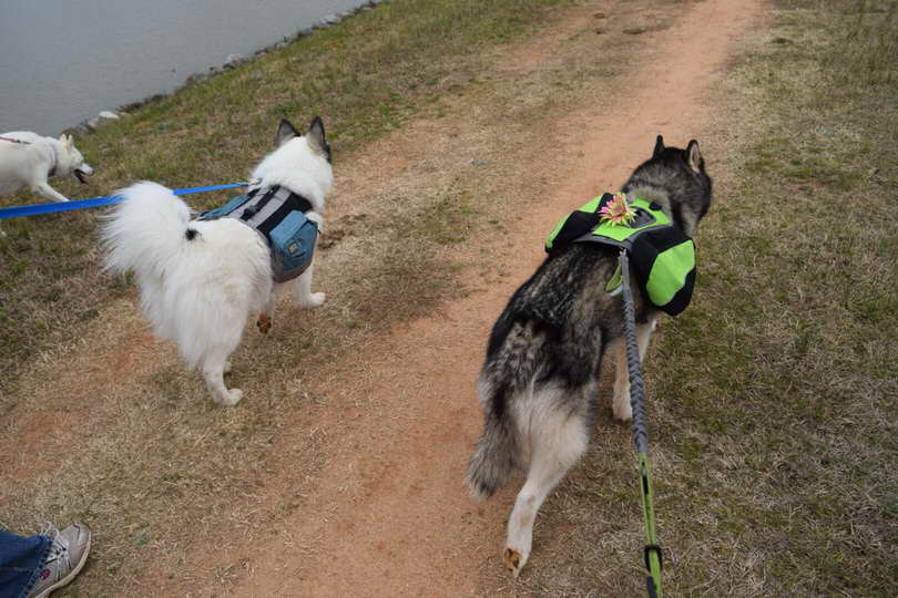 Husky Hiking