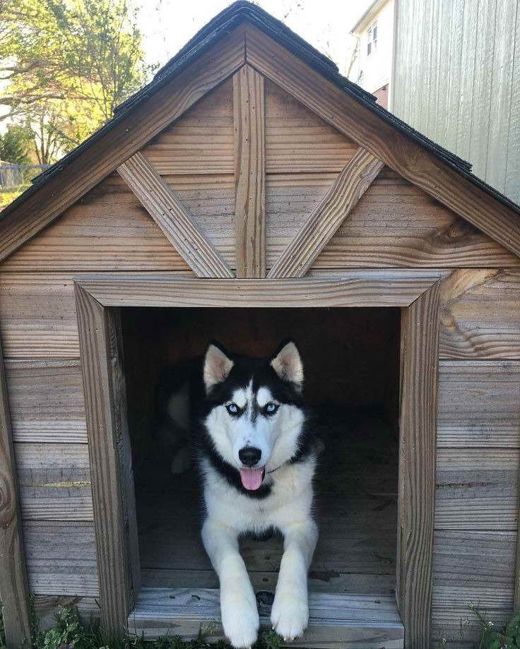 Husky House Dogs