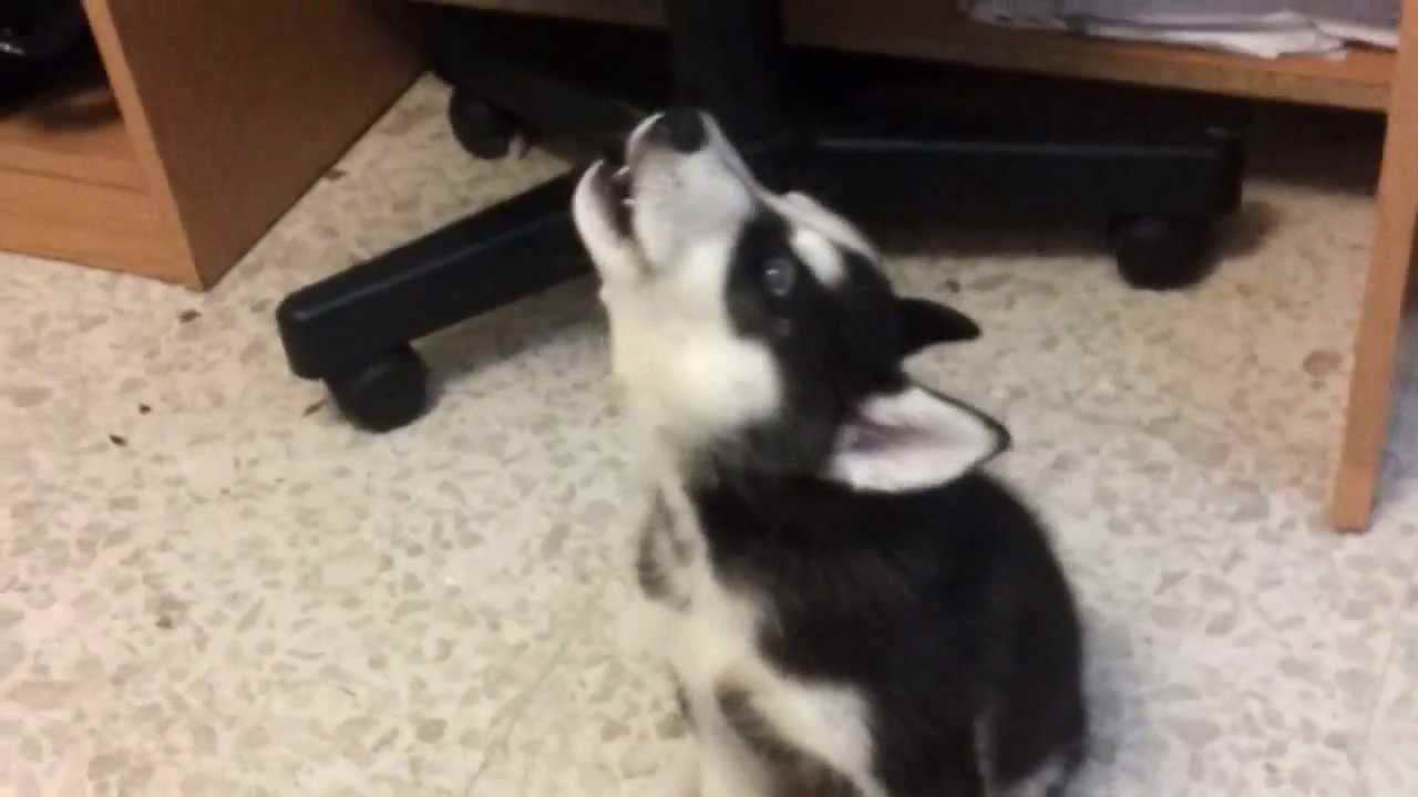 Husky Howling Puppy