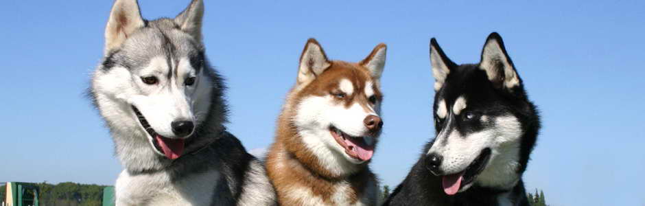 Husky In Arizona