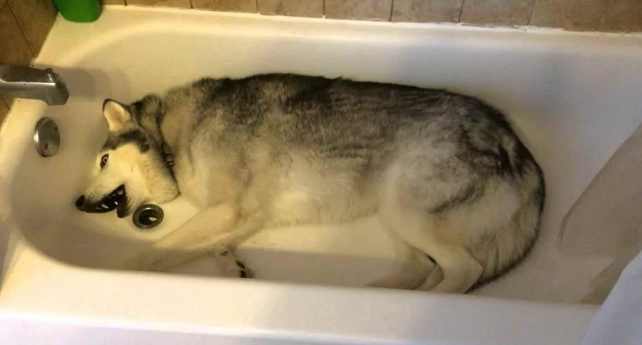 Husky In Bathtub