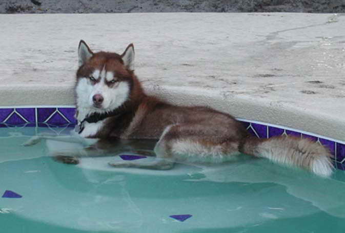 Husky In Florida