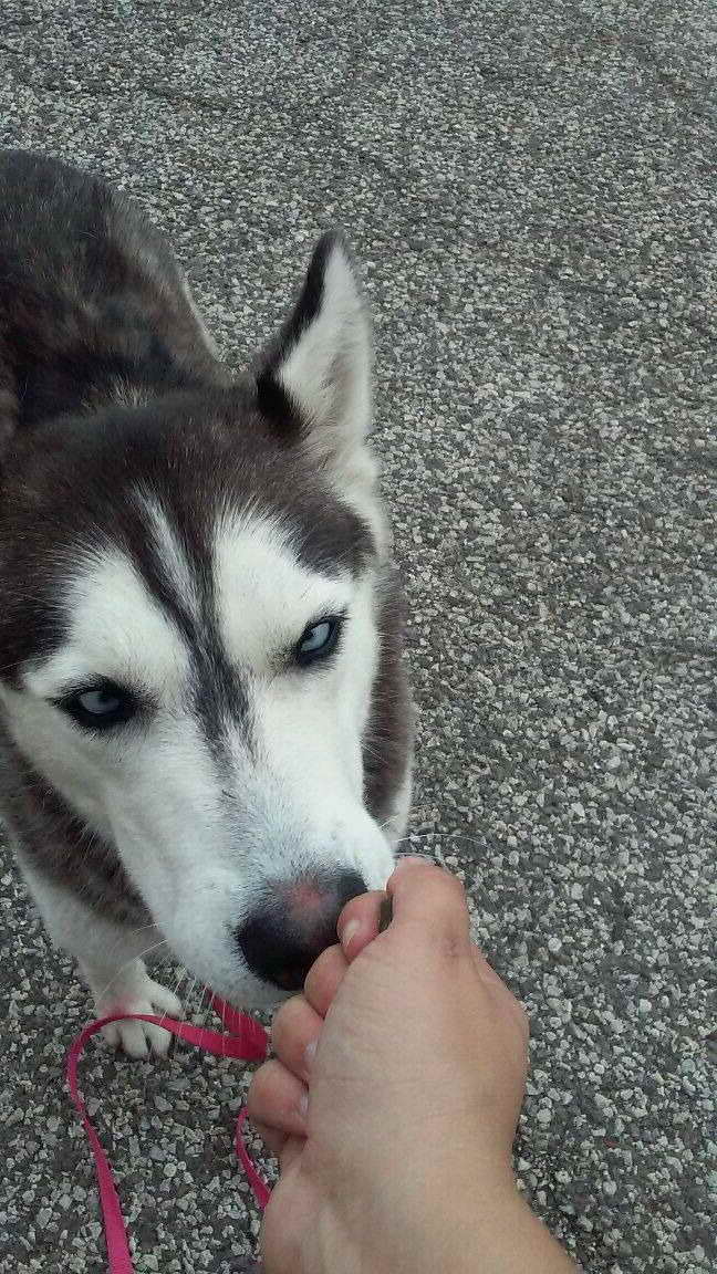 Husky Indiana