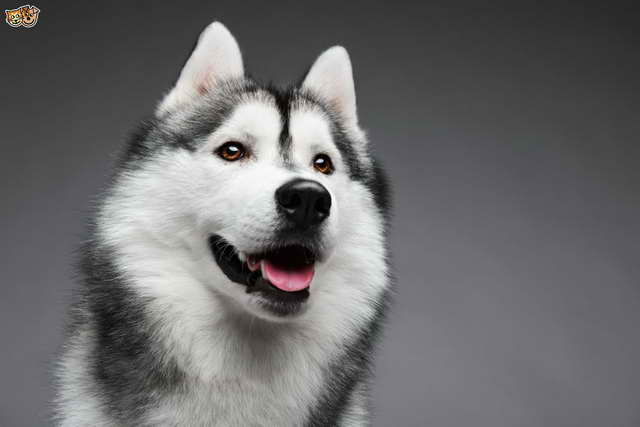 Husky Information And Facts