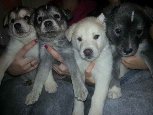 Husky Lab For Sale