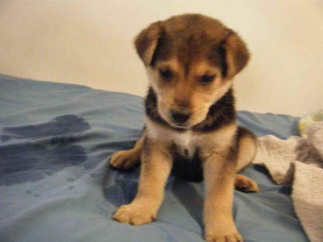 Husky Lab Mix Adoption