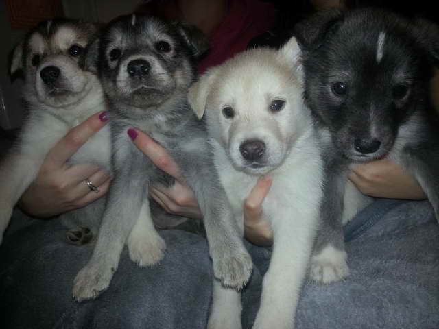 Husky Lab Mix Puppies For Sale Near Me PETSIDI