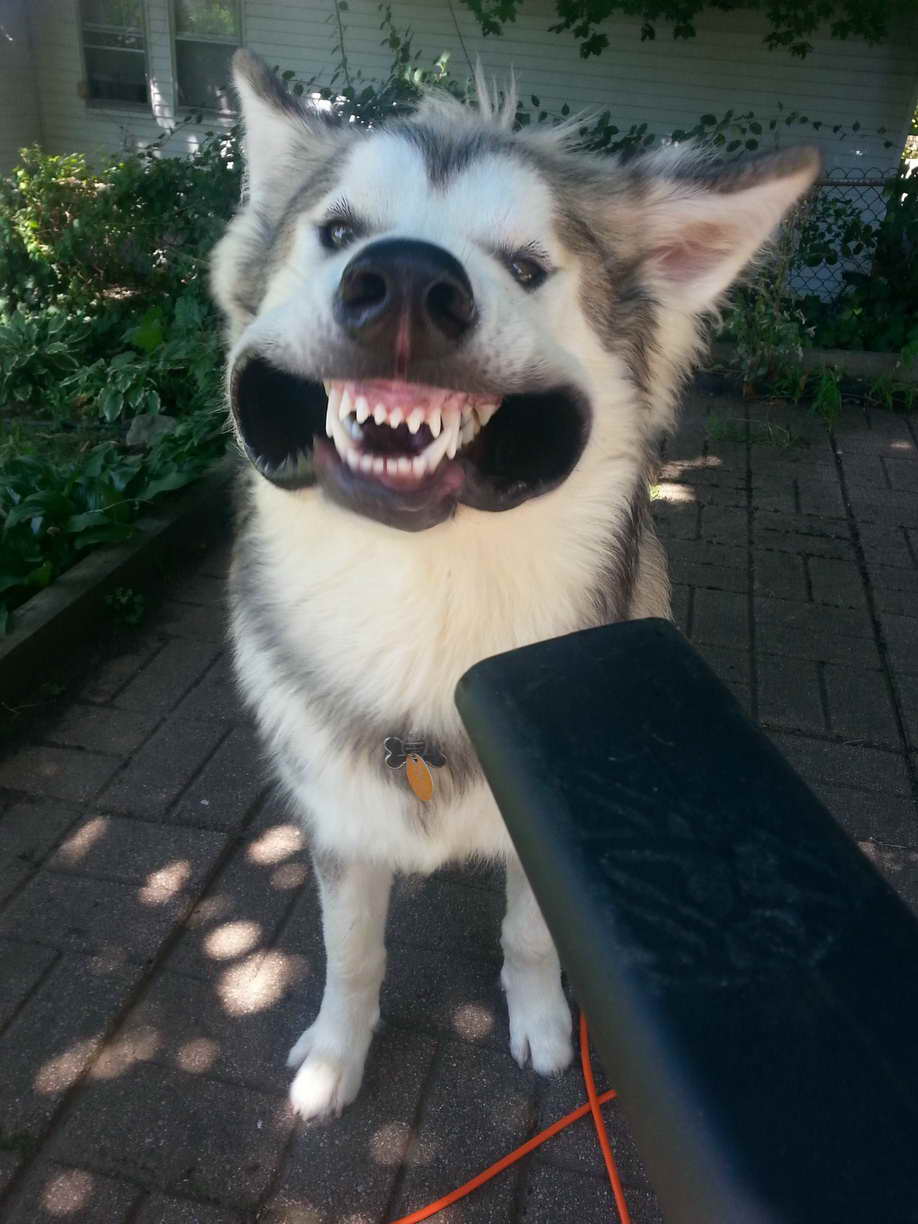 Husky Leaf Blower