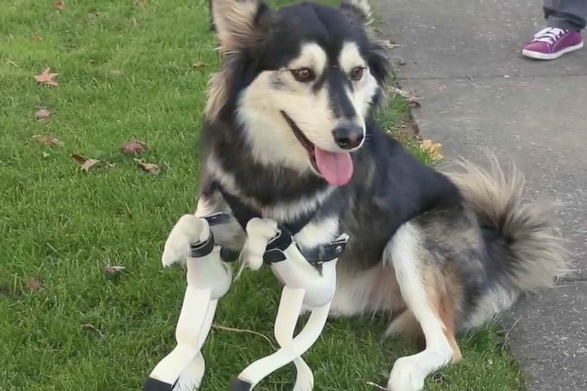 Husky Legs