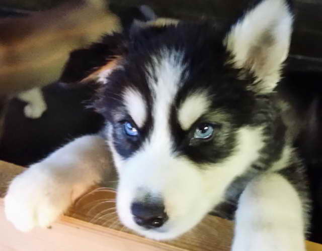 Husky Malamute For Sale