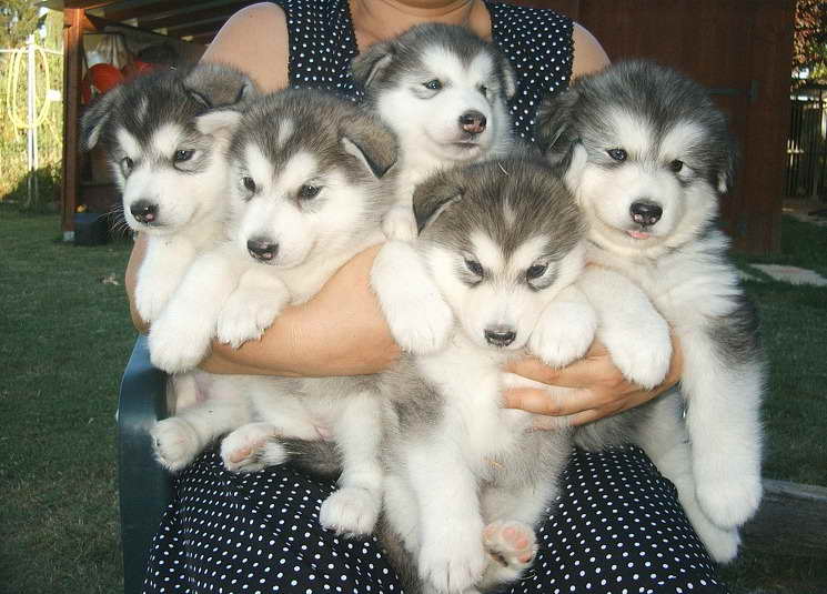 Husky Malamute Mix Puppies