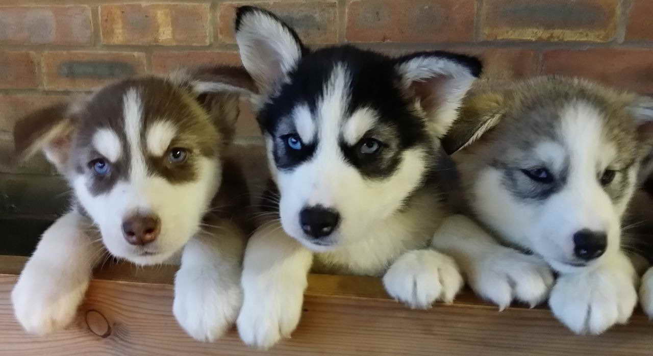 Husky Malamute Puppies For Sale