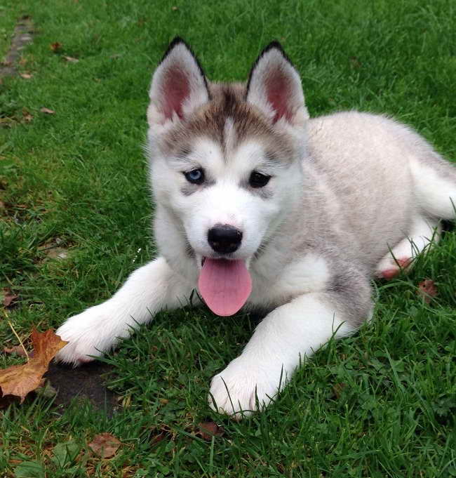 Husky Malamute Puppies