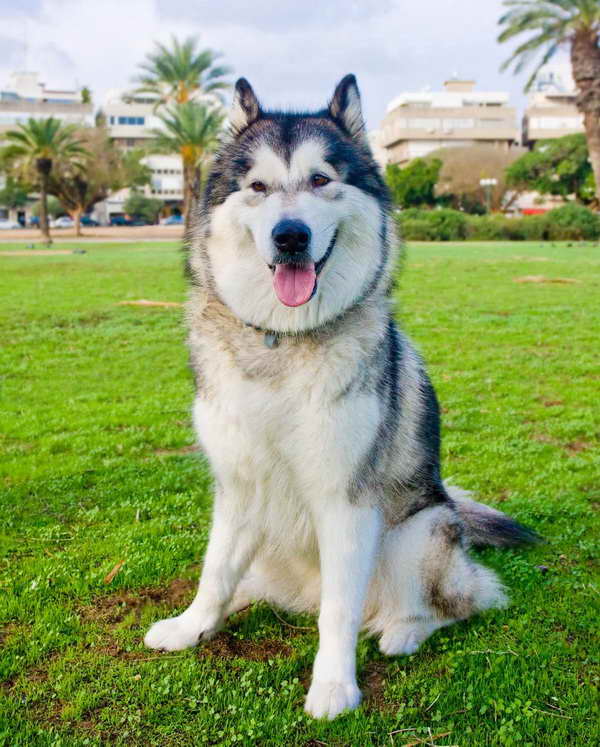 Husky Malamute