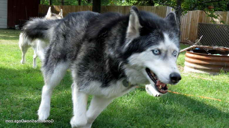 Husky Male