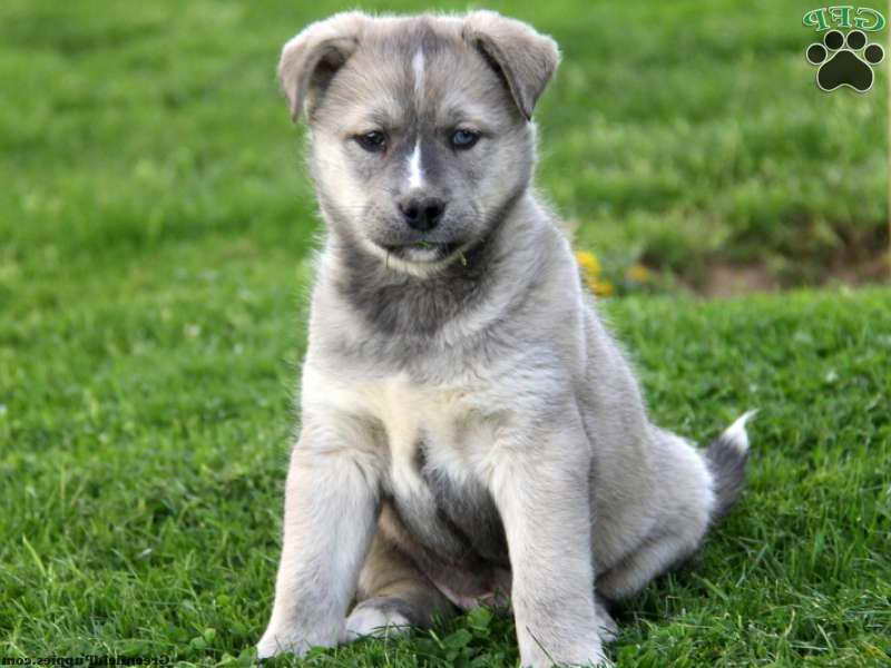 Husky Mastiff Mix Puppies For Sale | PETSIDI