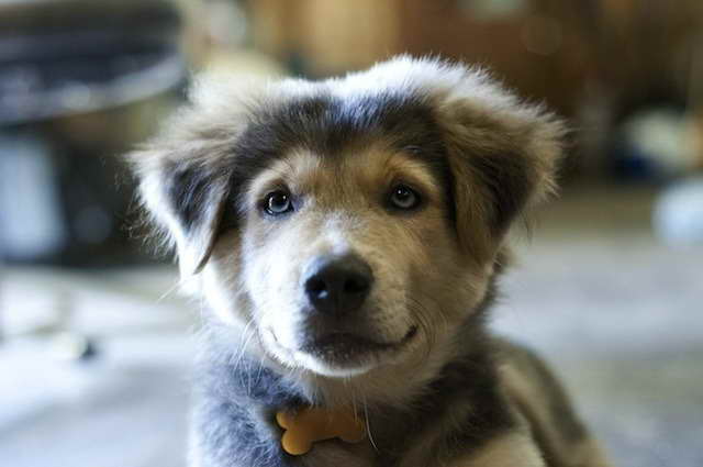 Husky Mix For Adoption