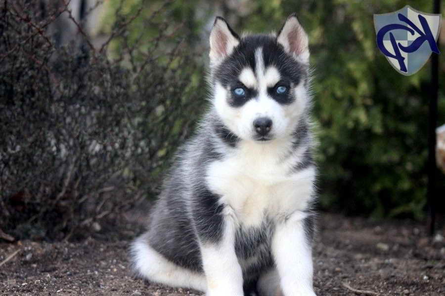 Husky Mix Puppies For Sale In Pa