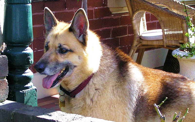 Husky Mix With A German Shepherd