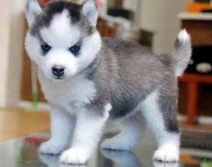 Husky Mix With Pomeranian For Sale