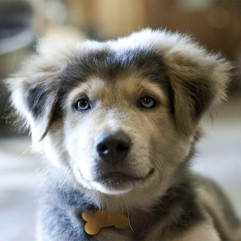 Husky Mixed Puppies