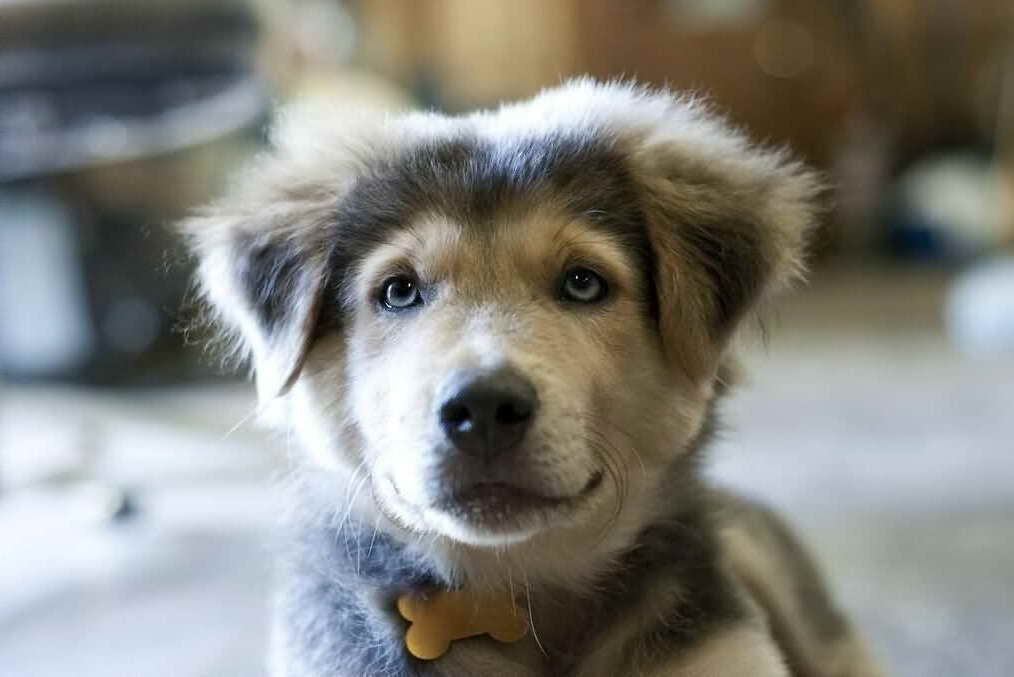 Husky Mixed With Golden Retriever