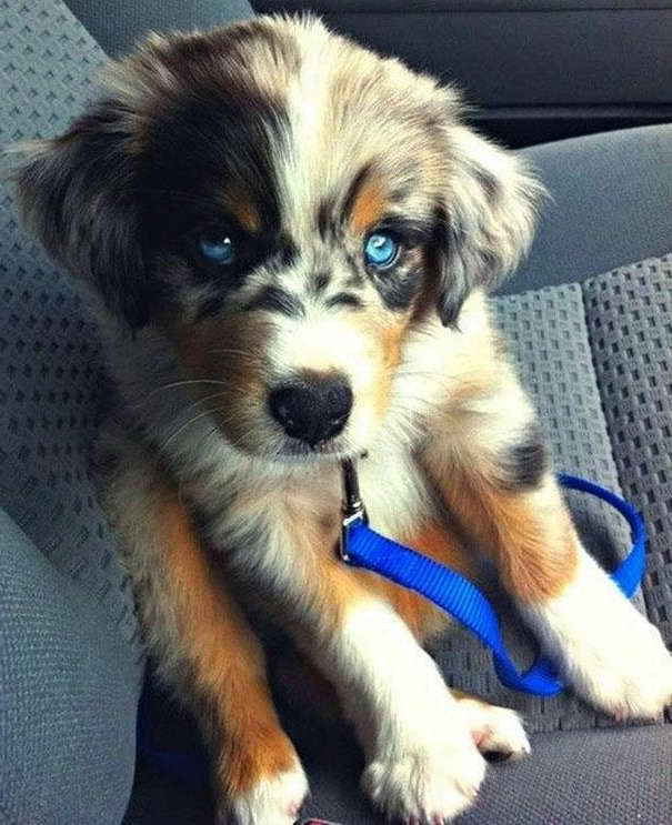Husky Mixed With Poodle