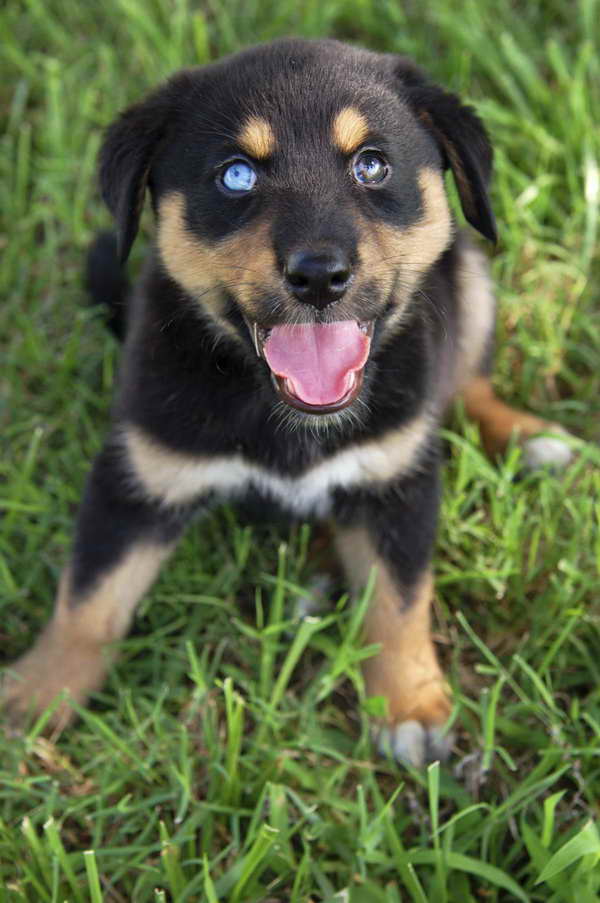 Husky Mixed With Rottweiler
