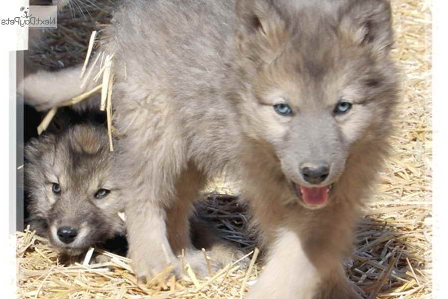 Husky Mixed With Wolf Puppies For Sale