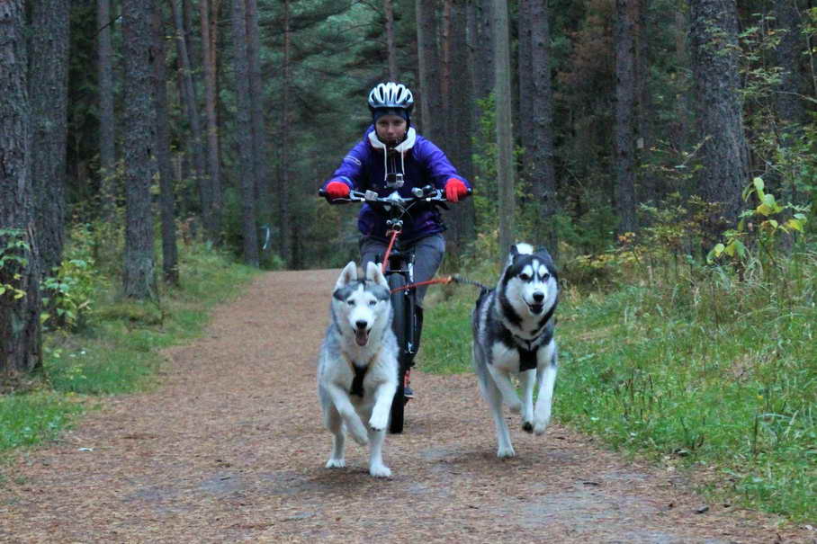 Husky Mushing