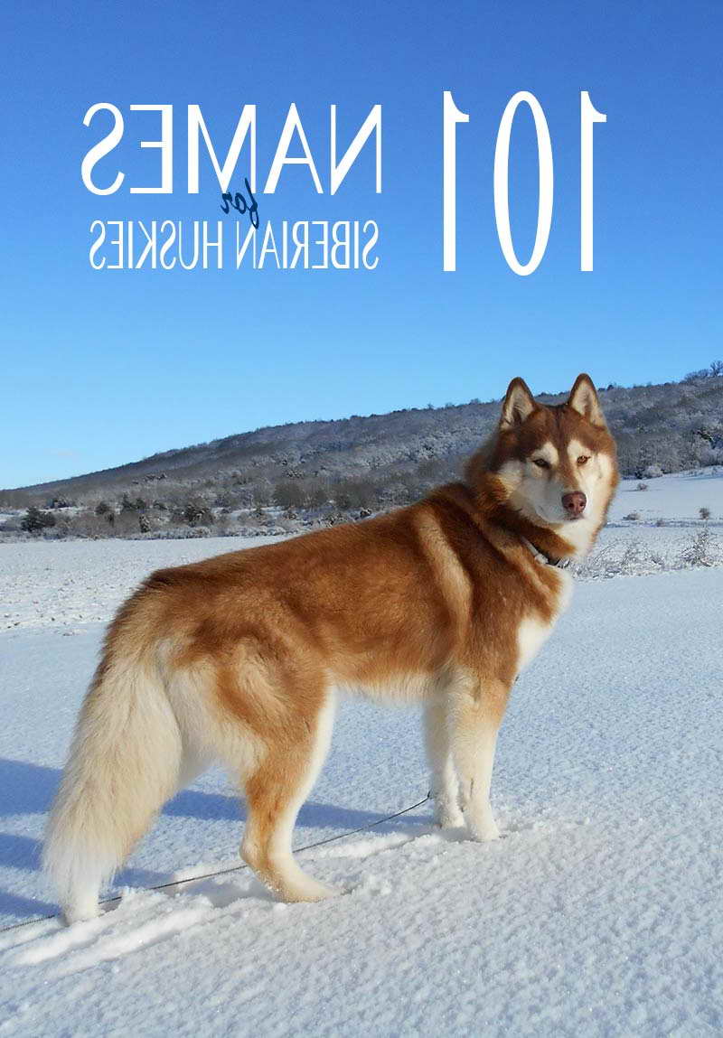 Husky Names For Girls