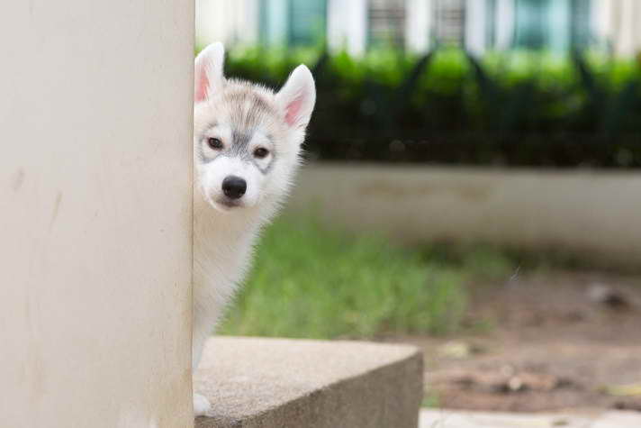 Husky Obedience Training