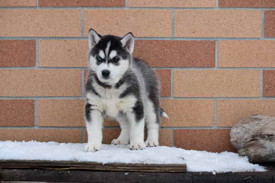 Husky Ohio