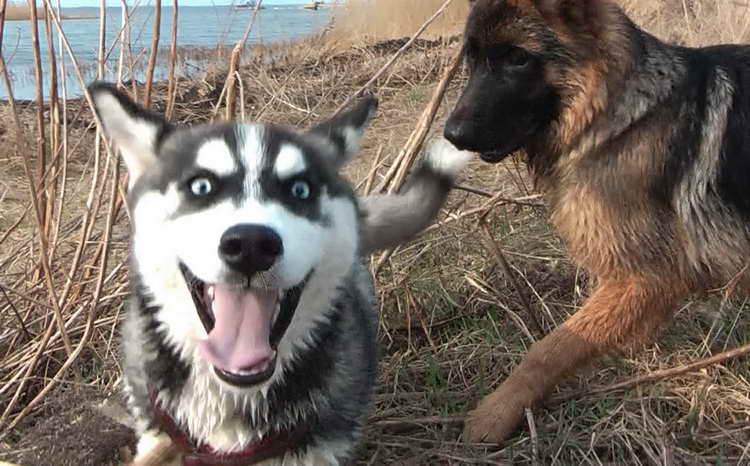 Husky Or German Shepherd